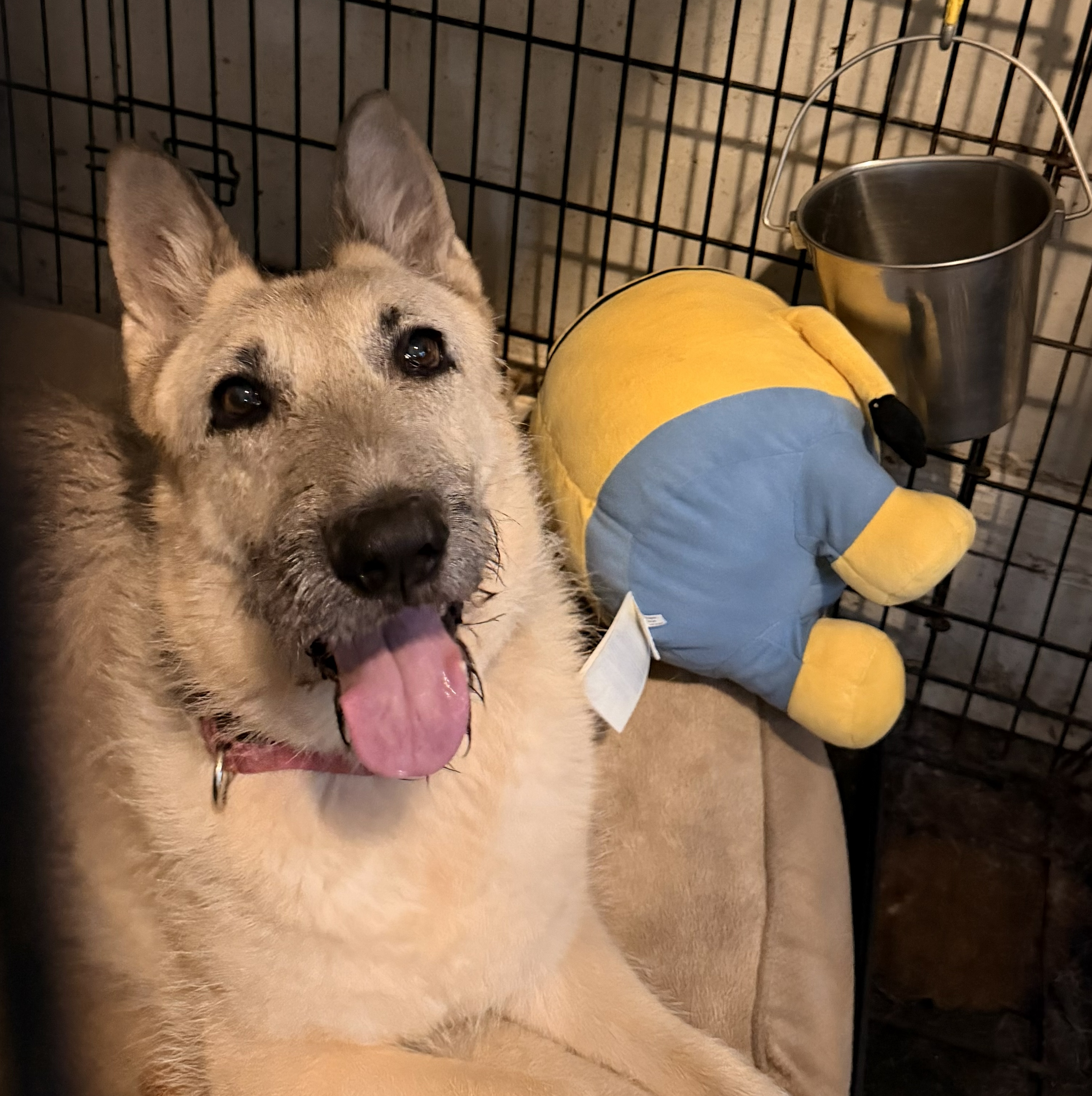 Gigi: Adopt or Forever Foster
